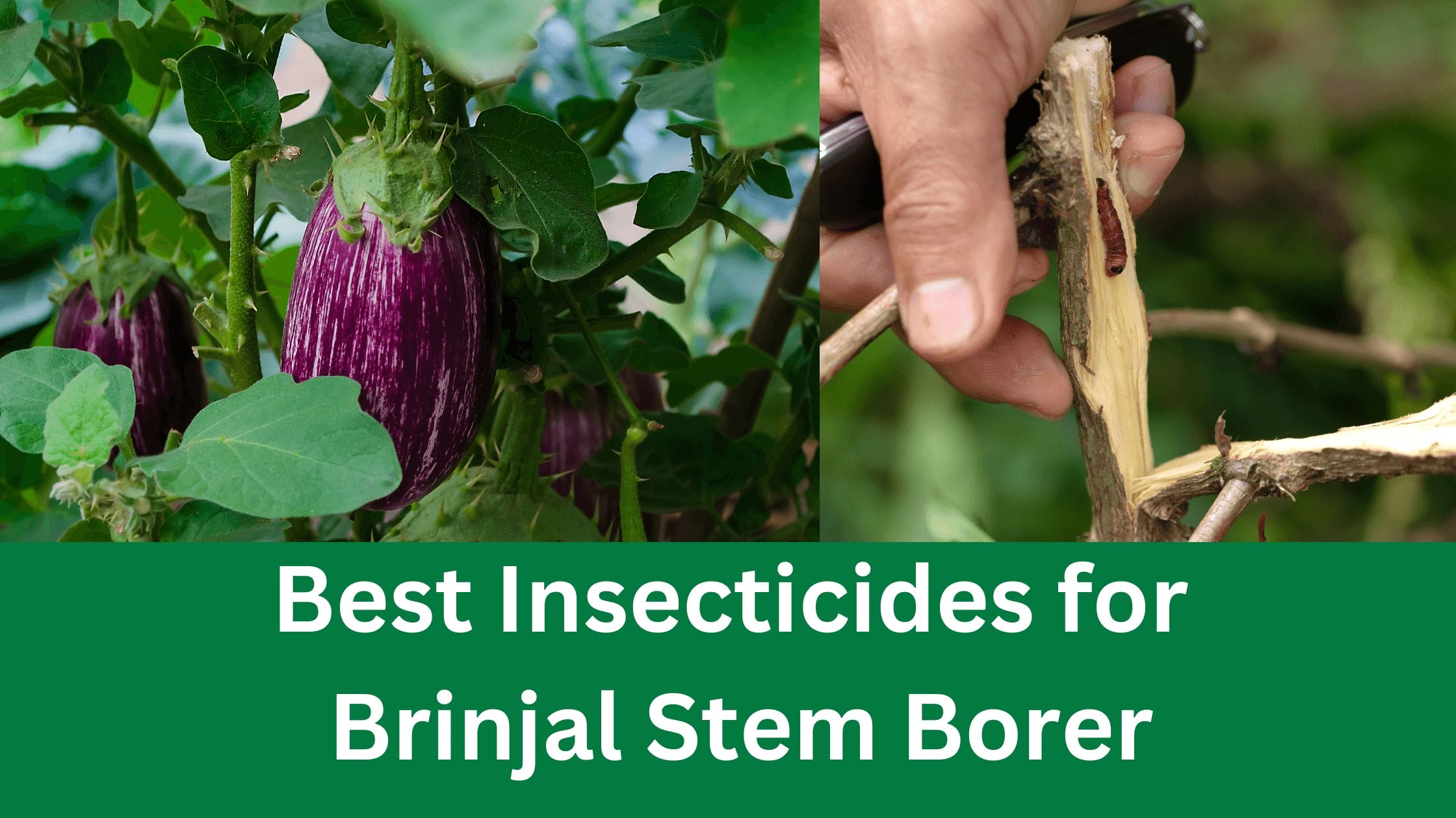 Insecticides for stem borers