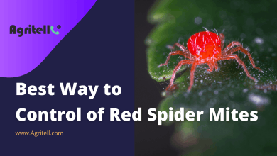 Best Way to control of Red Spider Mites