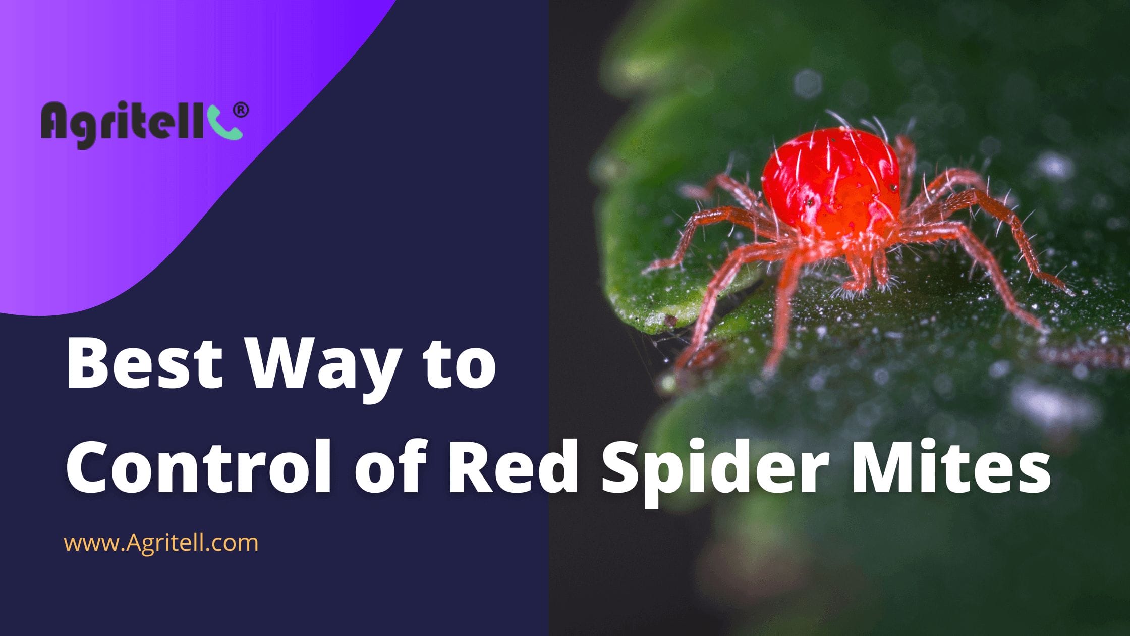 Best Way to control of Red Spider Mites
