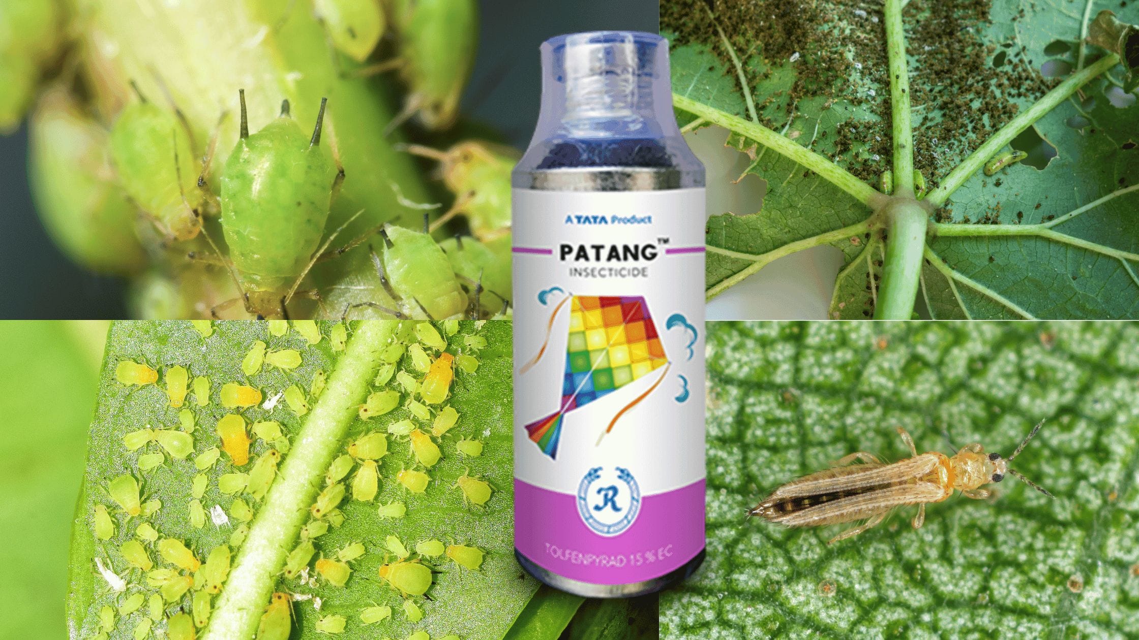 Tata Patang Insecticide