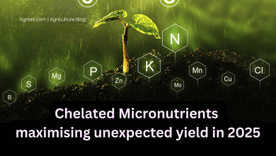Chelated Micronutrients maximising unexpected yield