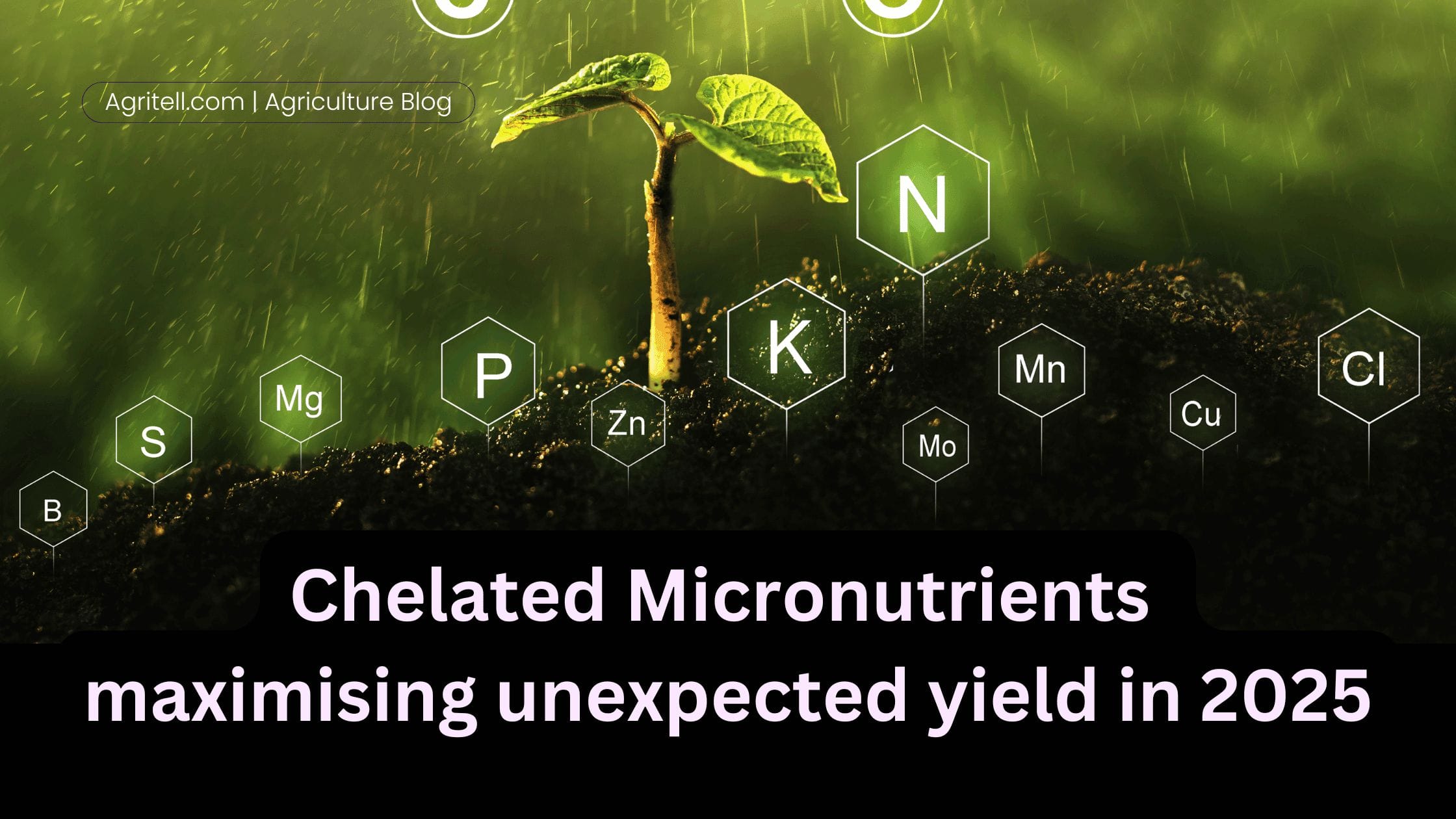 Chelated Micronutrients maximising unexpected yield