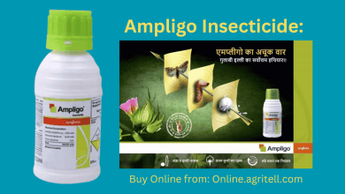 Ampligo Syngenta