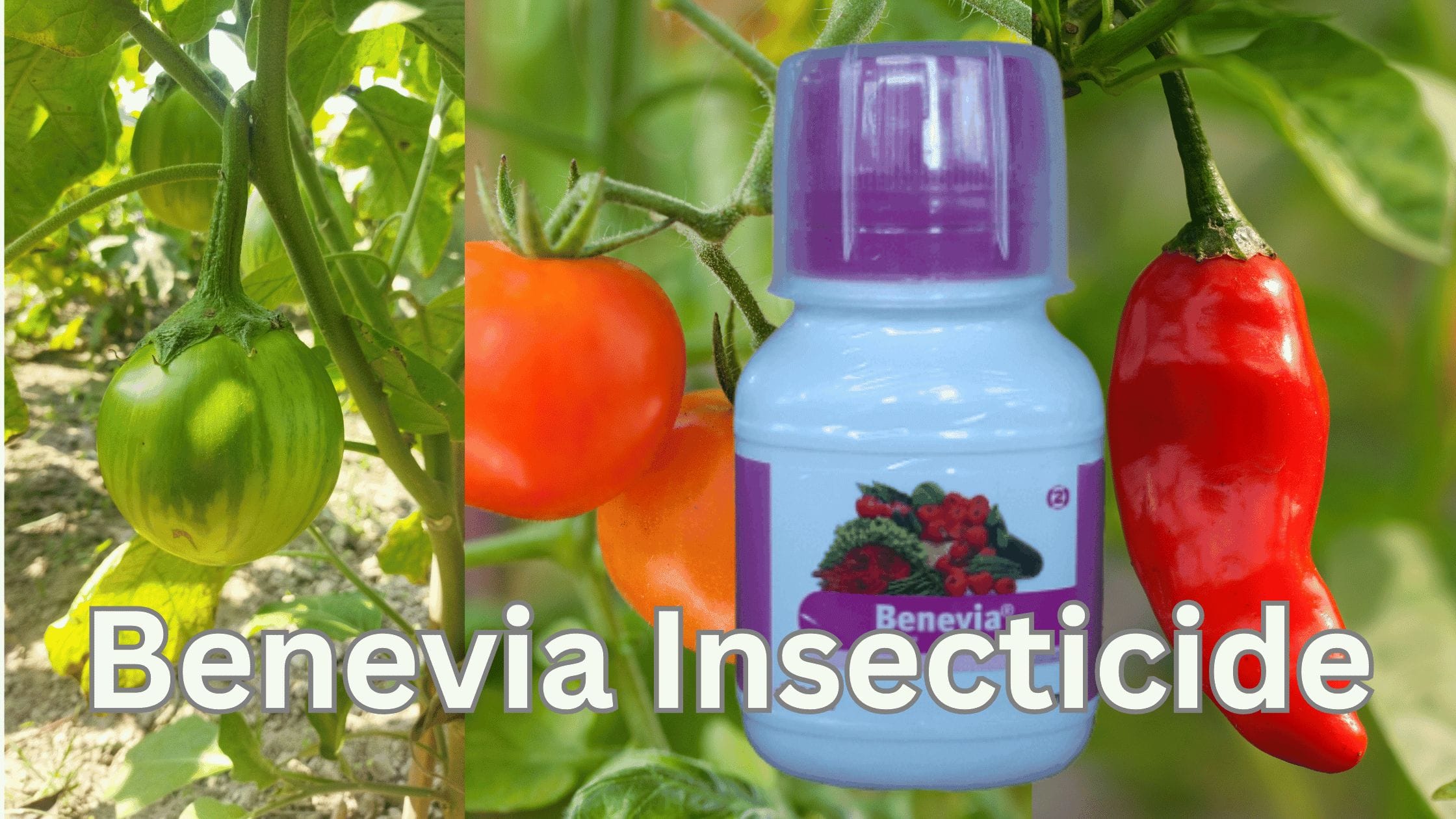 Benevia Insecticide