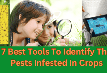 Tools for dentify insects