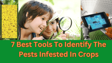 Tools for dentify insects