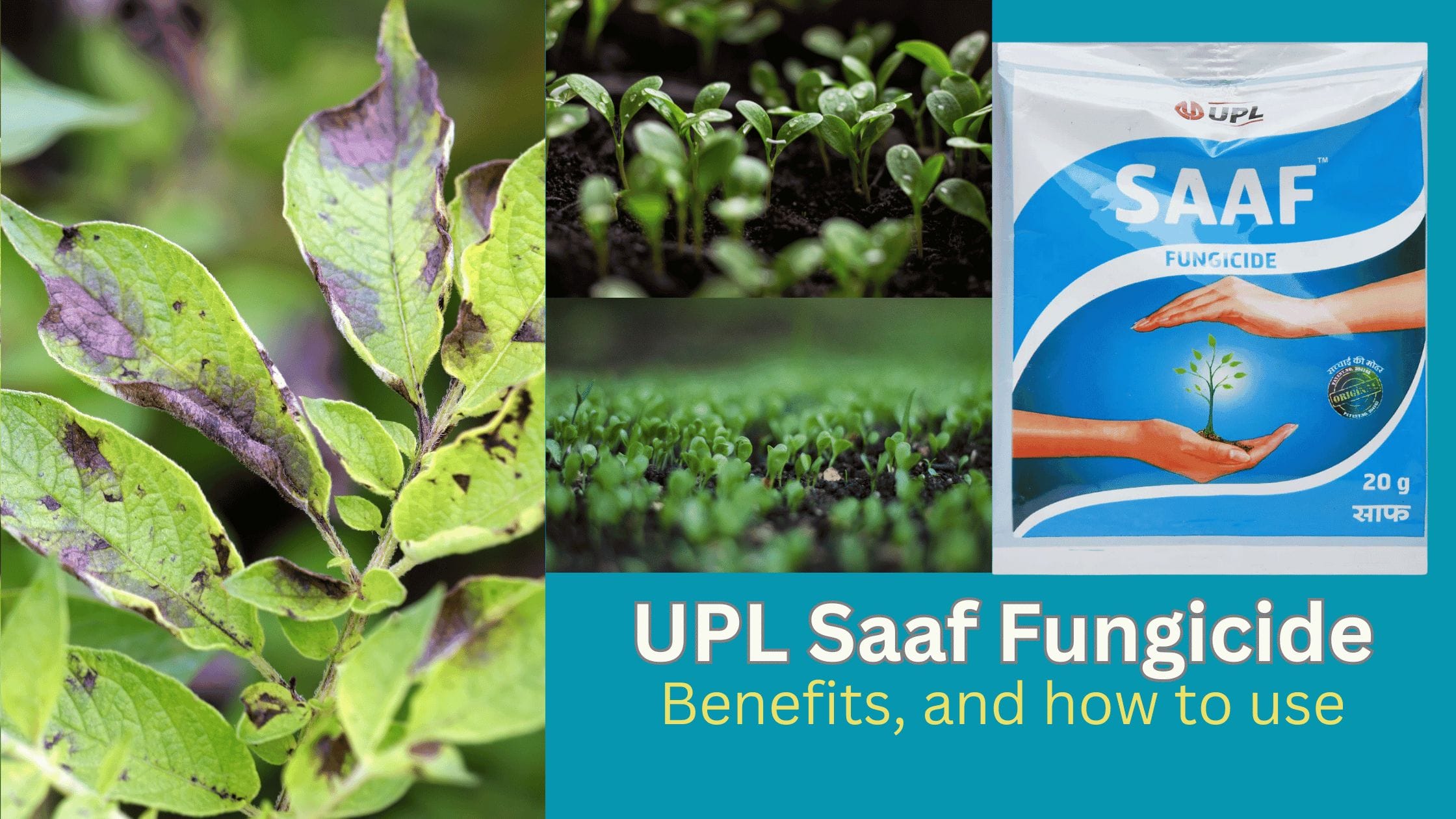 UPL Saaf Fungicide