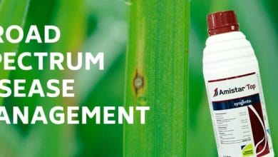 Syngenta Amister Top Fungicide