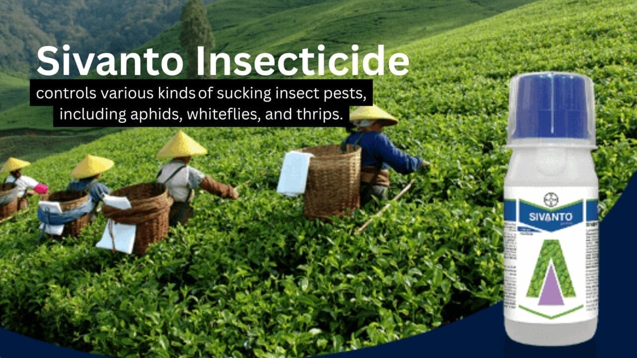 Sivanto Prime Insecticide: Effective Solution for Pests