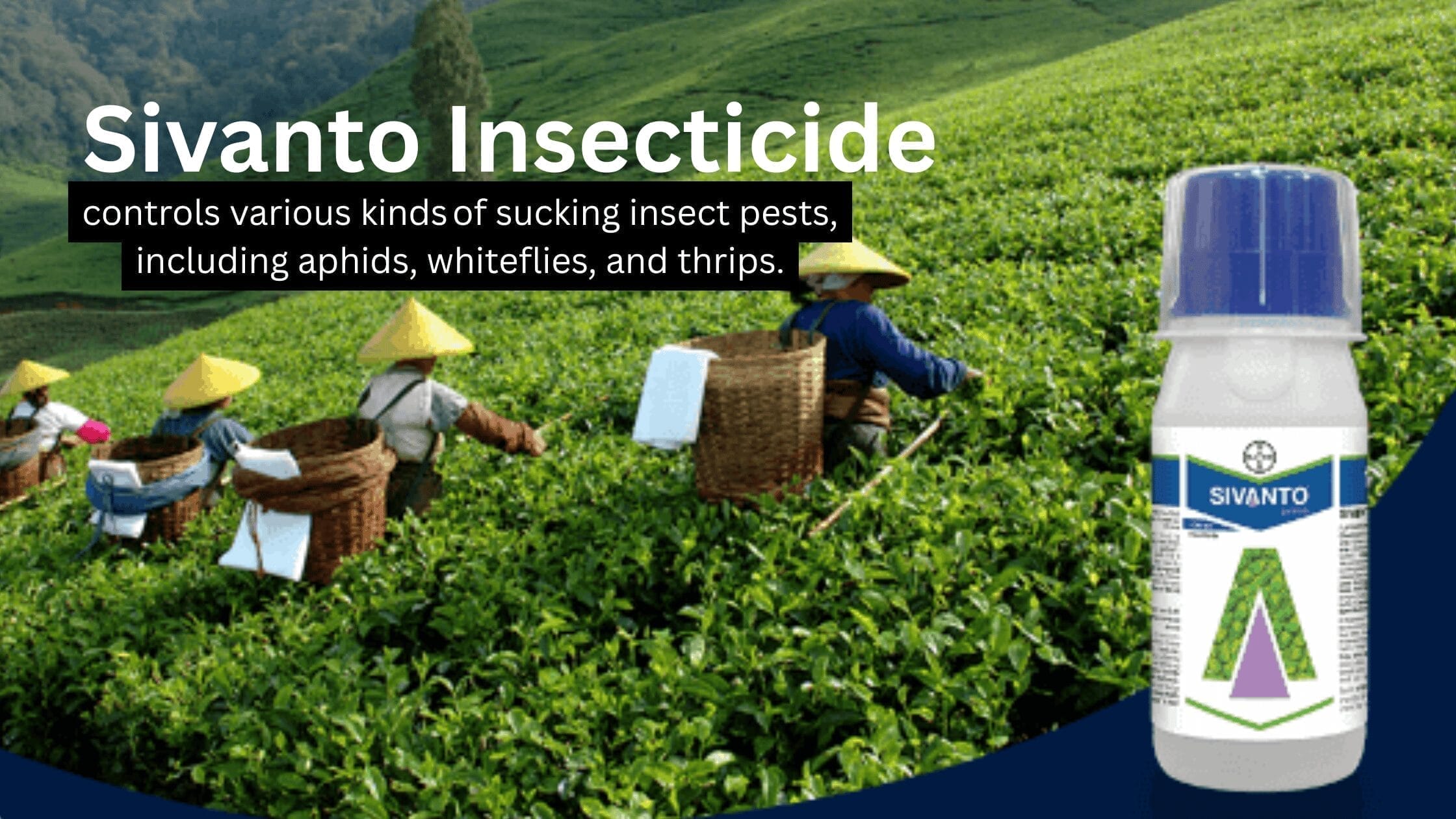 Sivanto Prime Insecticide: Effective Solution for Pests