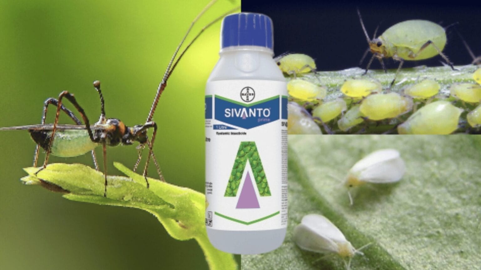 Sivanto Prime Insecticide: Effective Solution for Pests