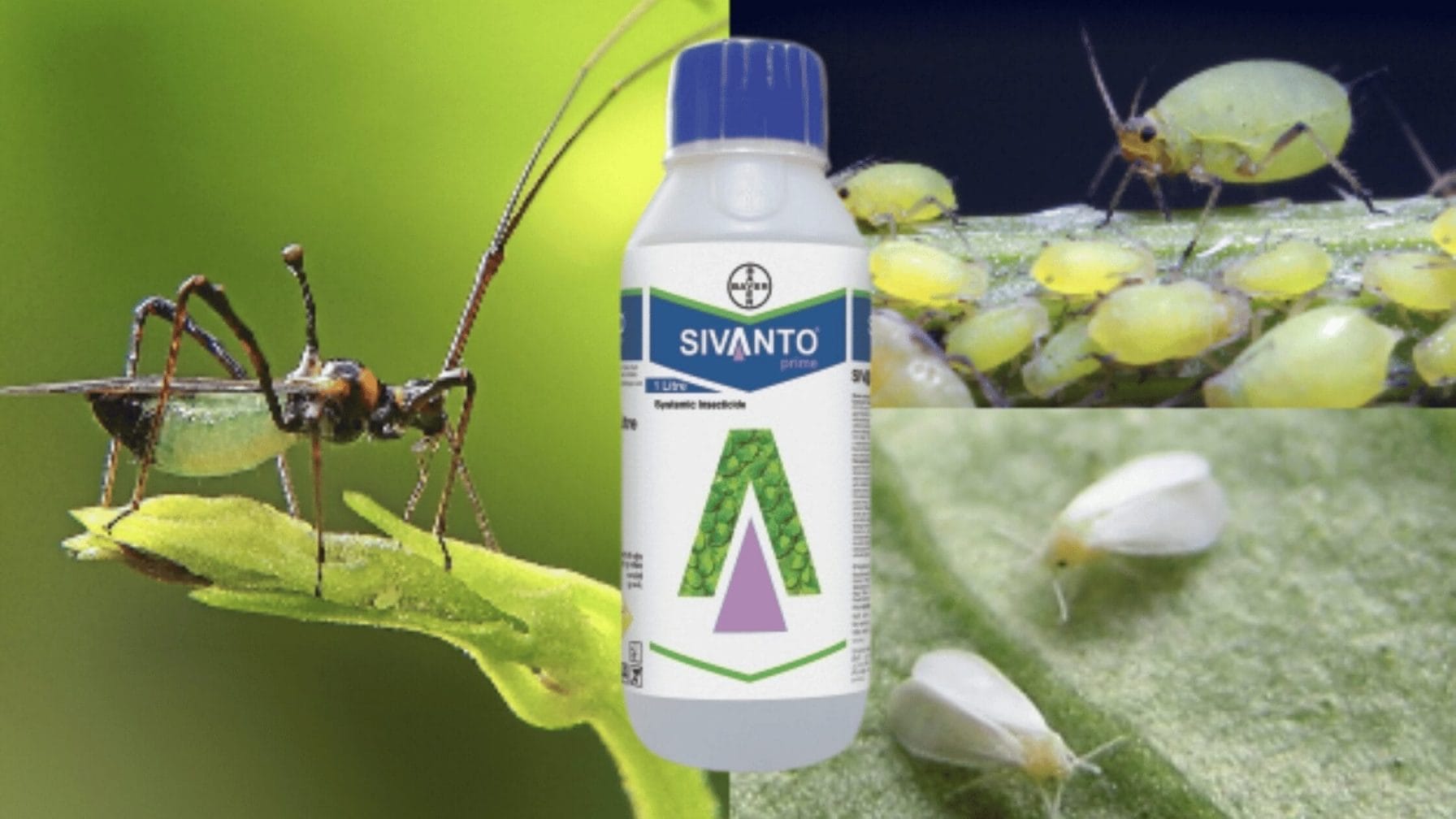 Sivanto Prime Insecticide: Effective Solution for Pests
