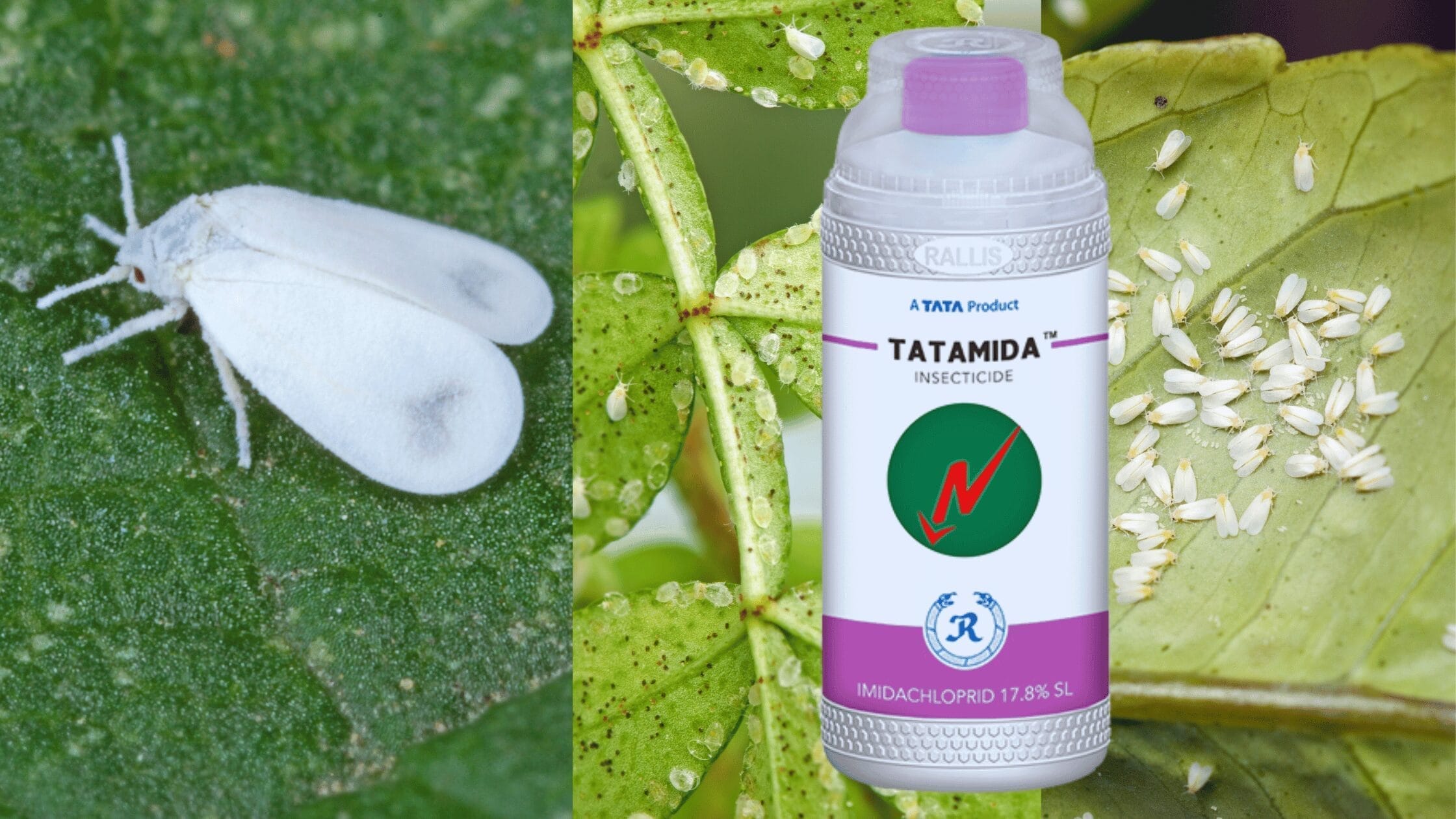 tatamida insecticide