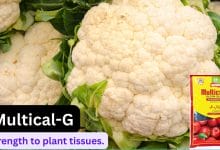 Multiplex Multical-G