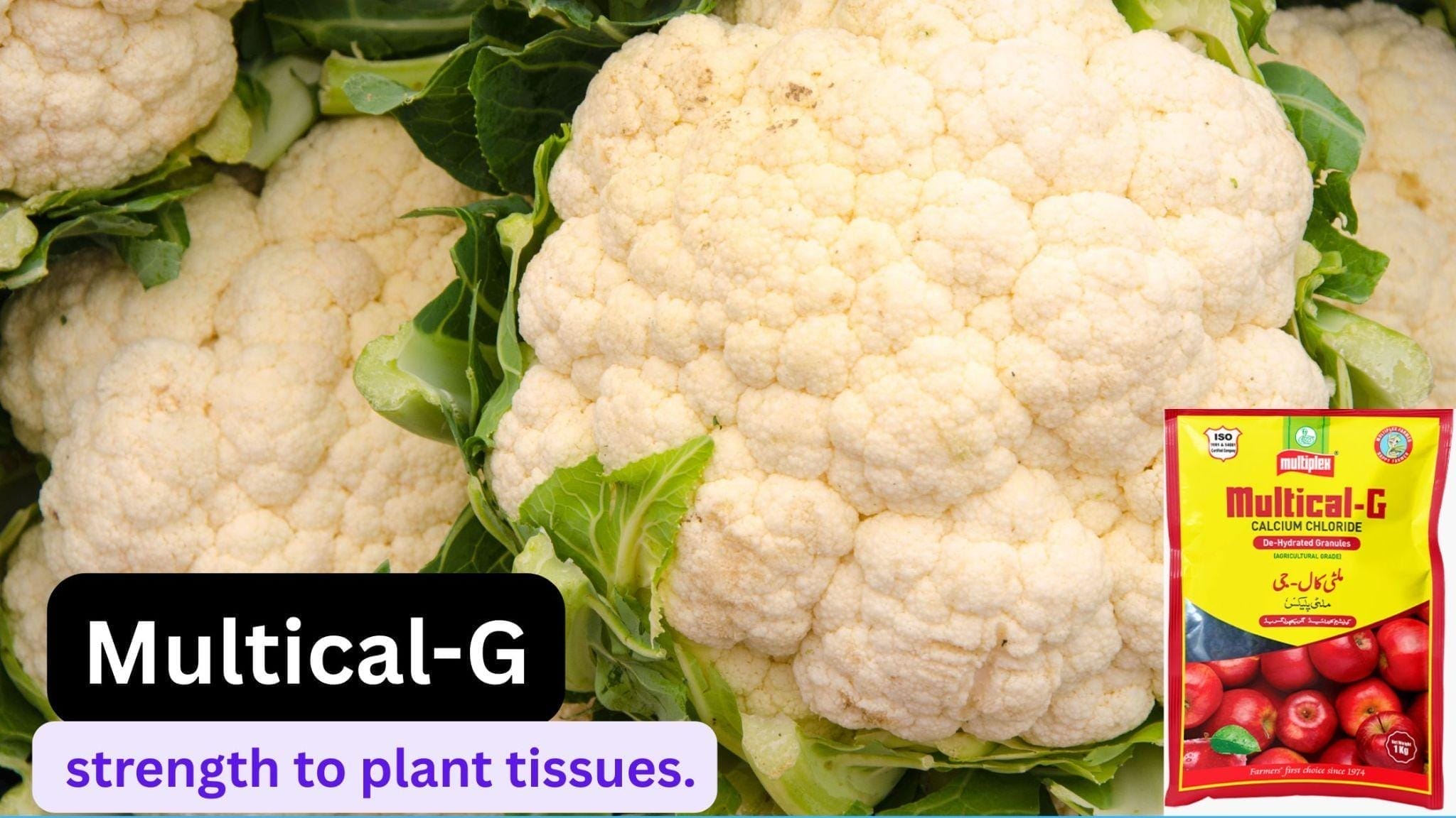 Multiplex Multical-G