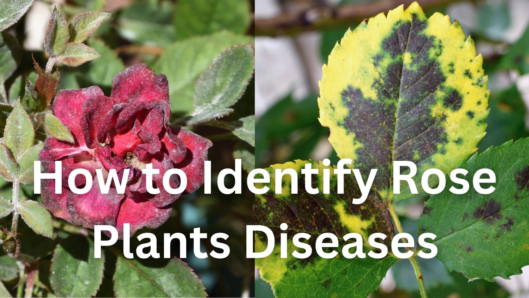 How to identify rose plant diseases