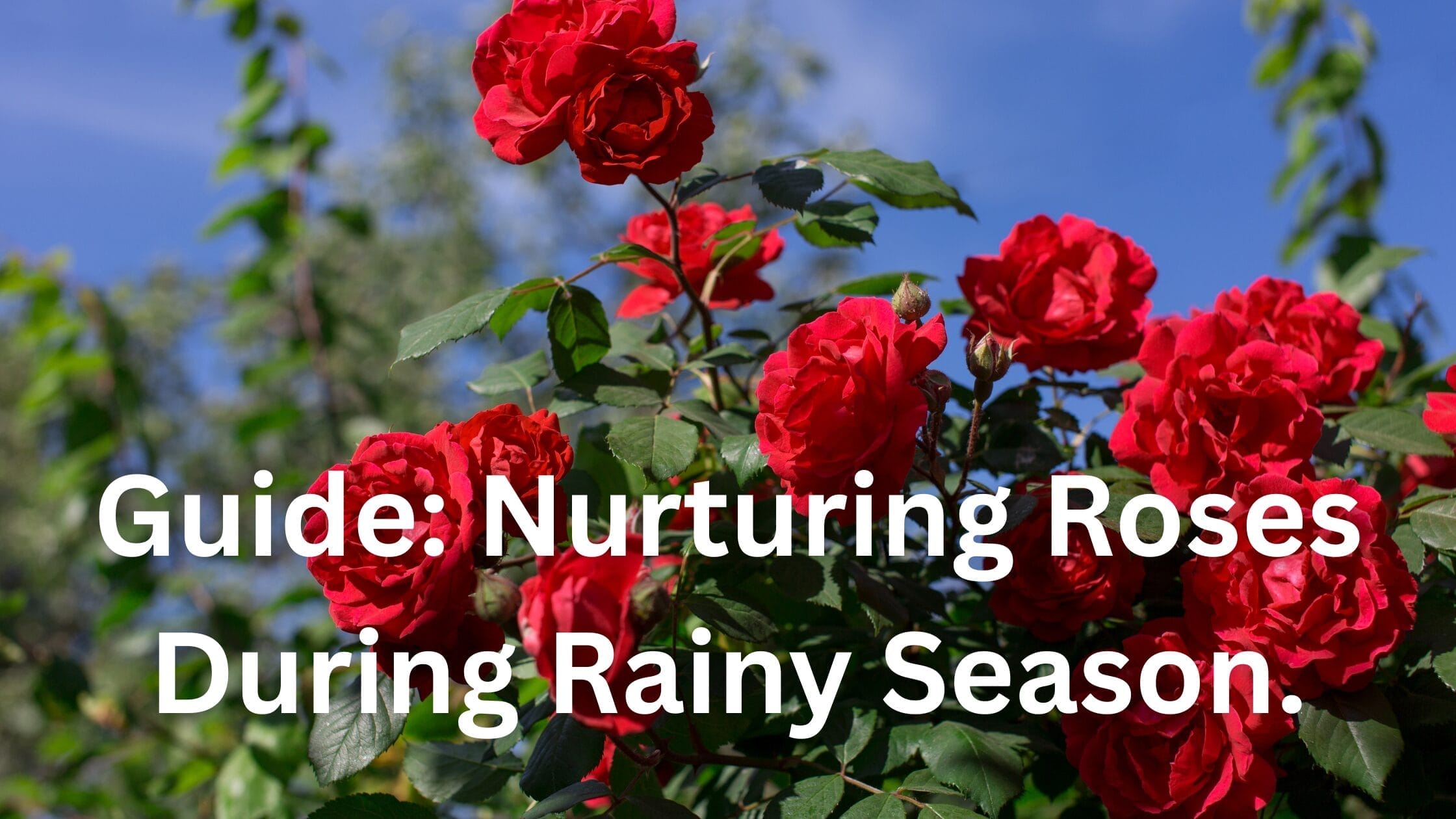 Nurturing Roses during Rainy Season.