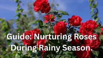 Nurturing Roses during Rainy Season.