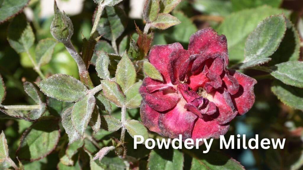 Rose Powdery Mildew Disease and Symptoms