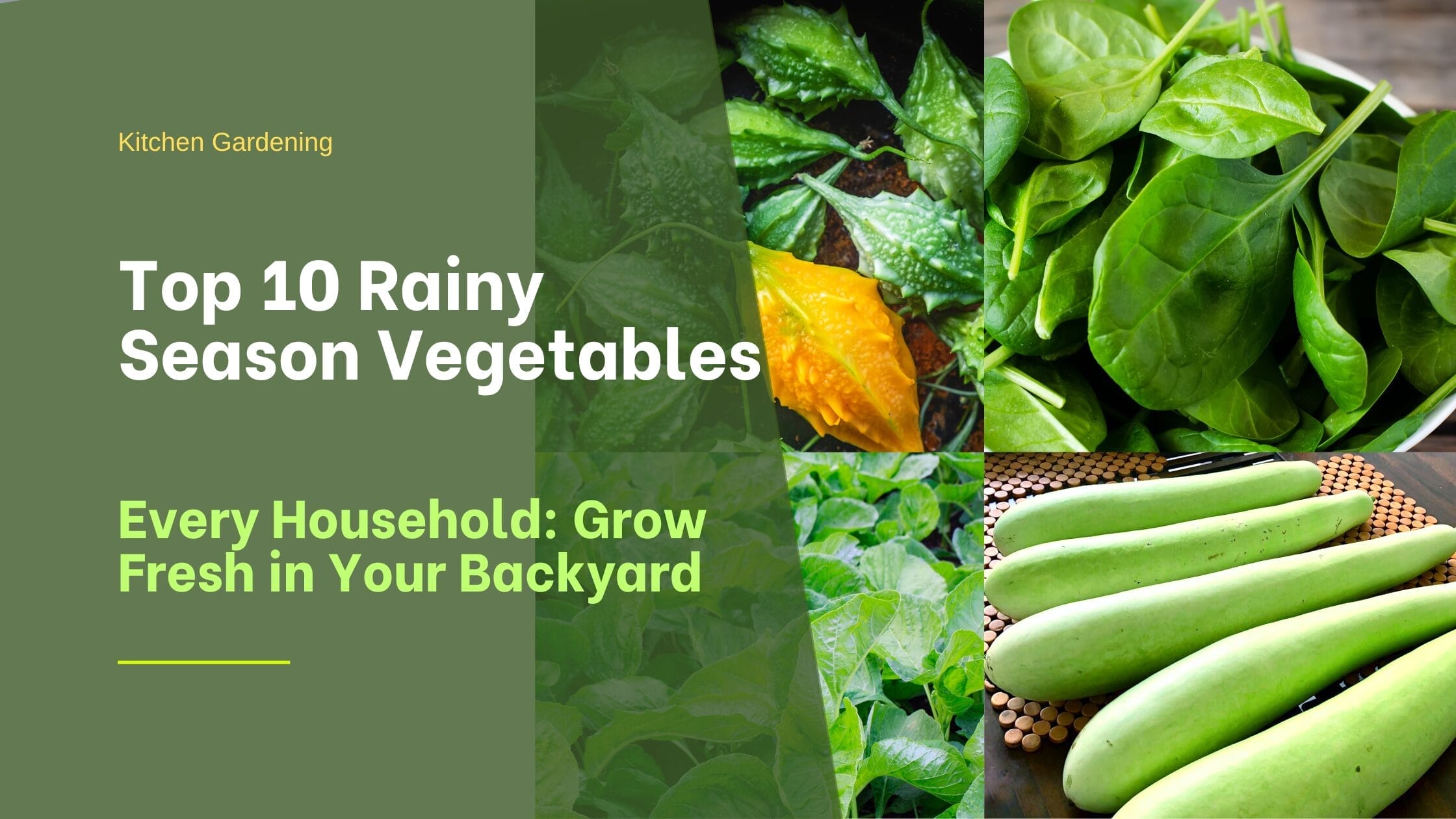 Top 10 Rainy Season Vegetables