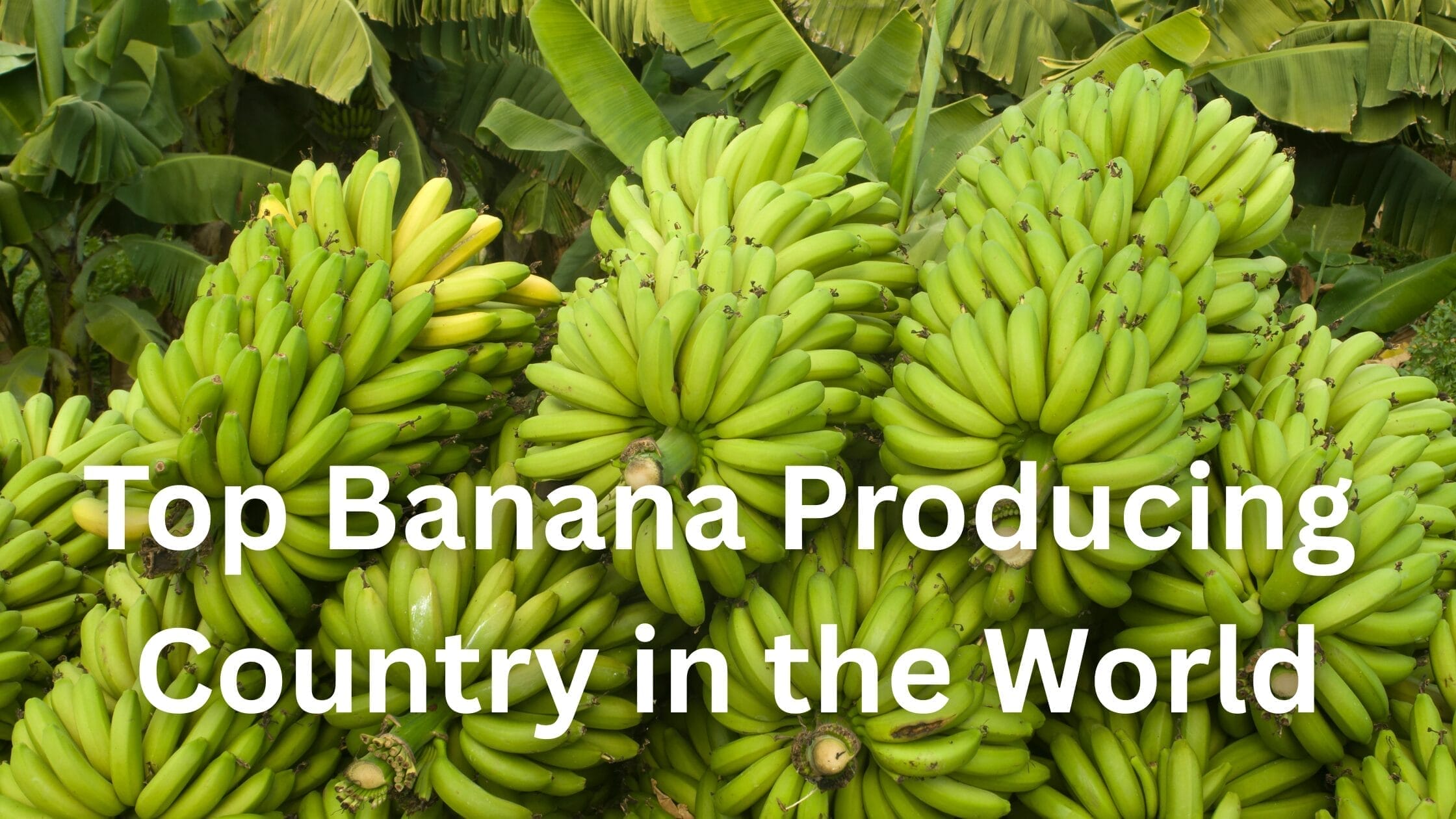 Top Banana Producing Country in the World