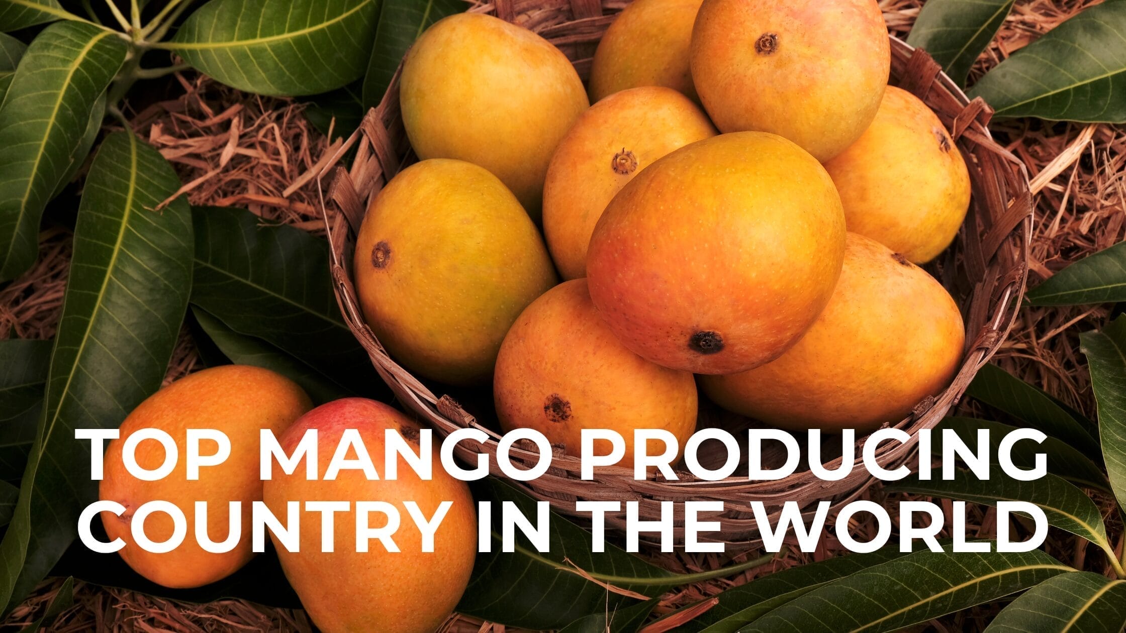 Top Mango Producing Country in the World