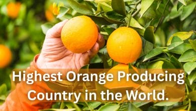 Highest Orange Producing Country in the World