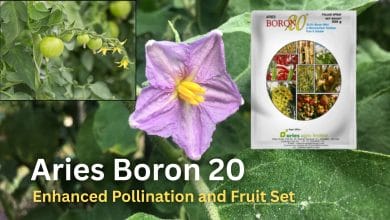 boron 20