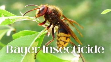 Bayer Insecticide