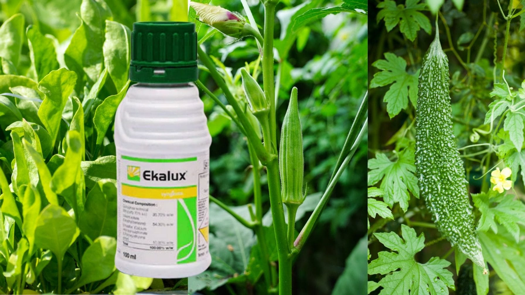 Syngenta Ampligo Insecticide: Complete Protection Against Pests