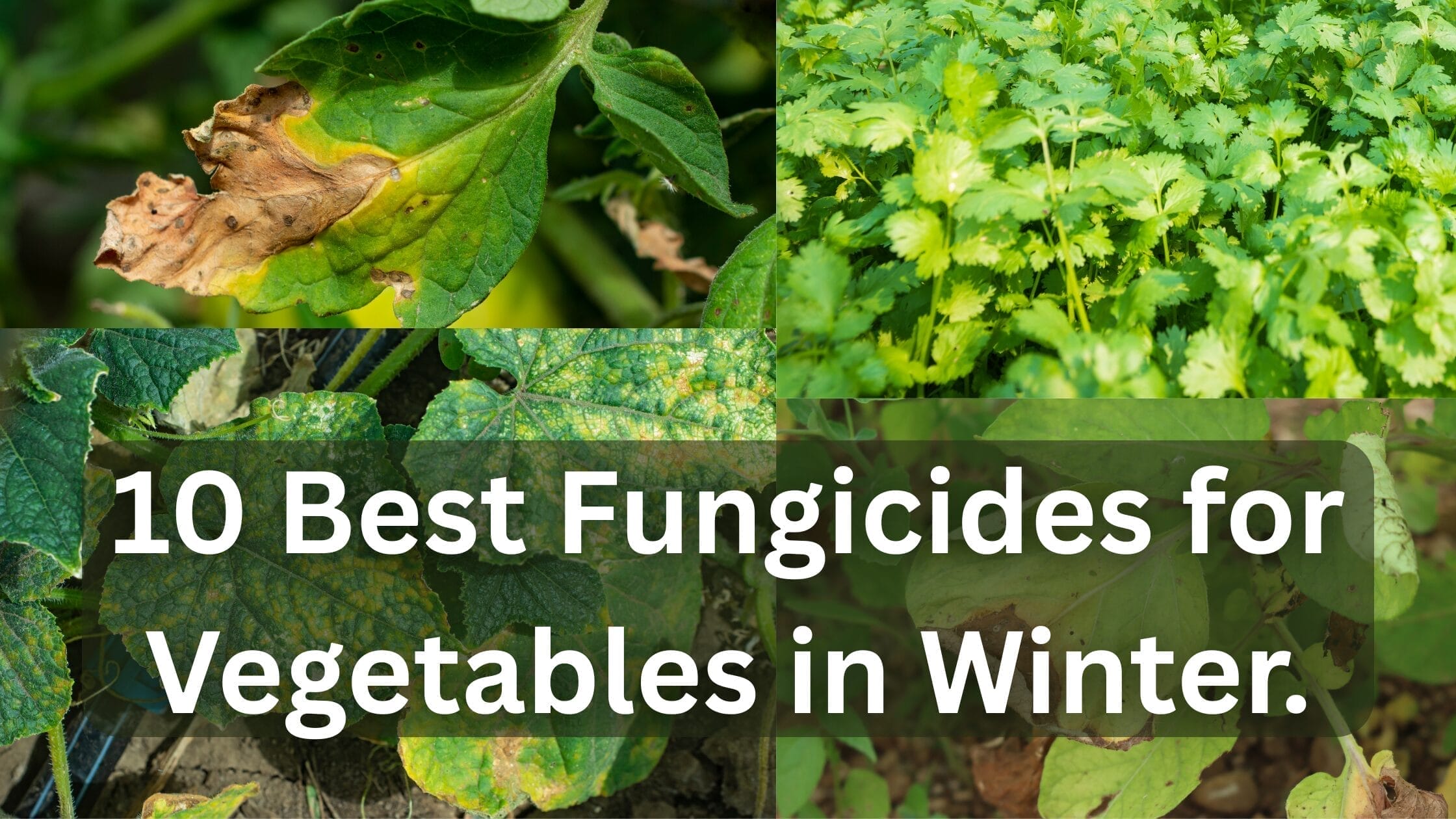 Fungicides for Vegetables in Winter