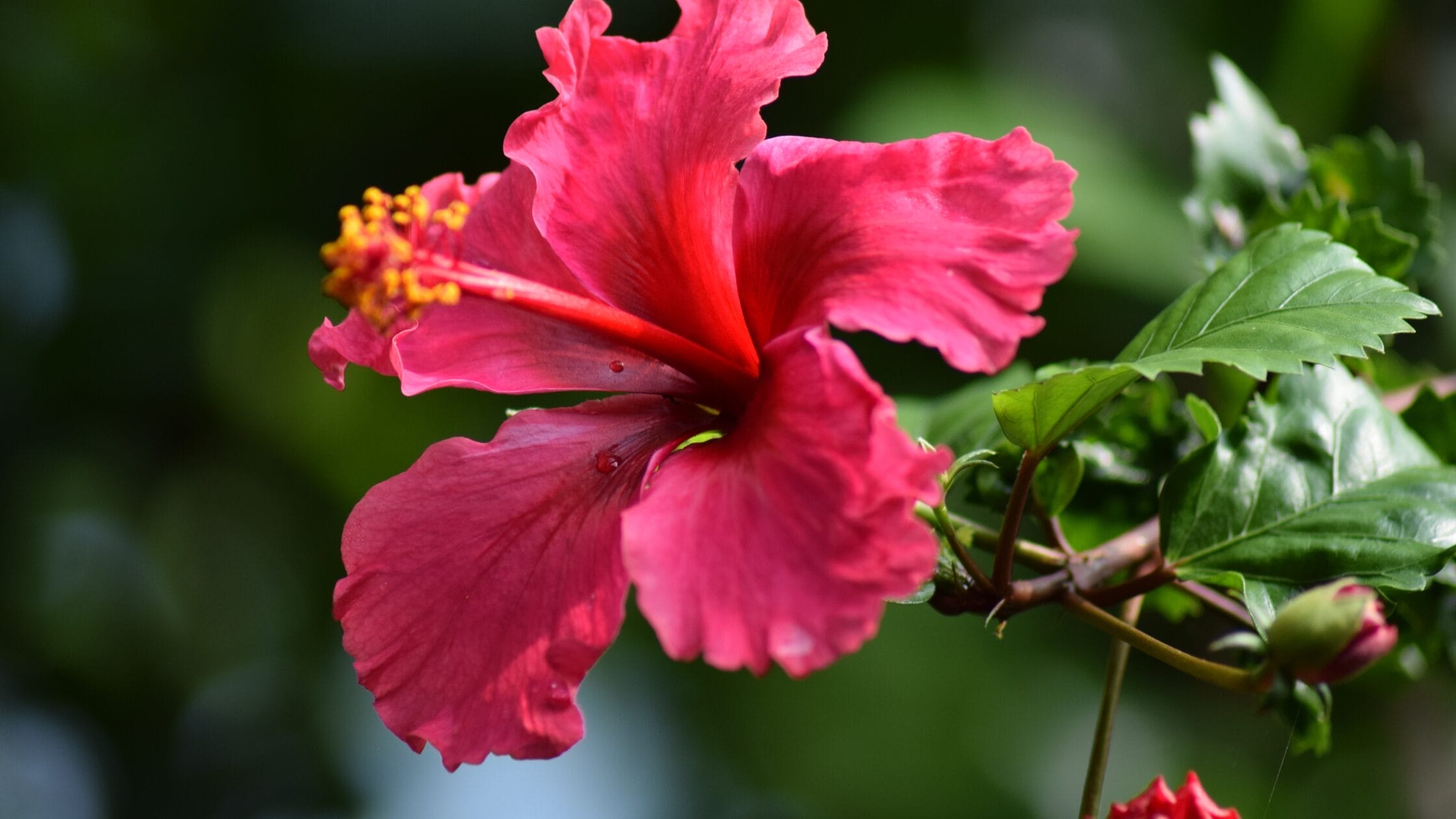 Highest Hibiscus Producer -facts