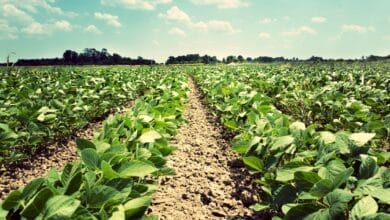 Rajasthan Government Suspends HPM Chemicals’ License Over Crop Damage Concerns