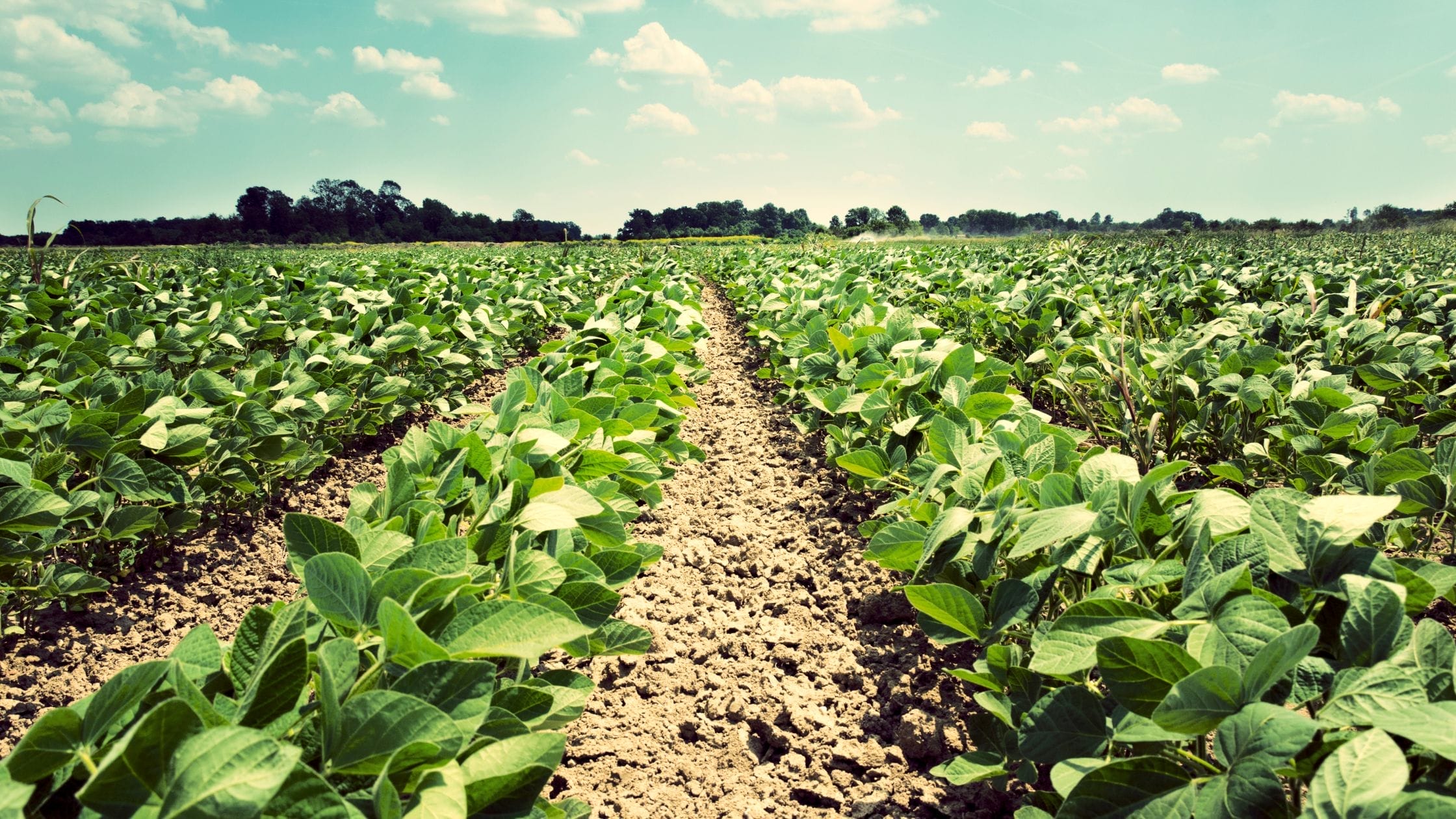 Rajasthan Government Suspends HPM Chemicals’ License Over Crop Damage Concerns