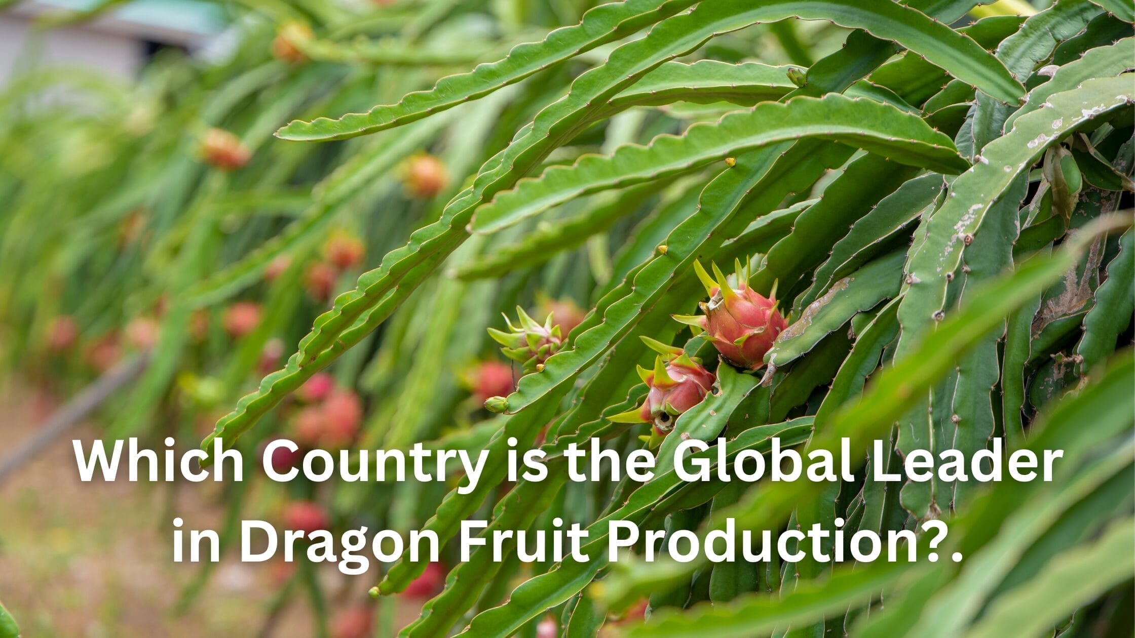 Which Country is the Global Leader in Dragon Fruit Production