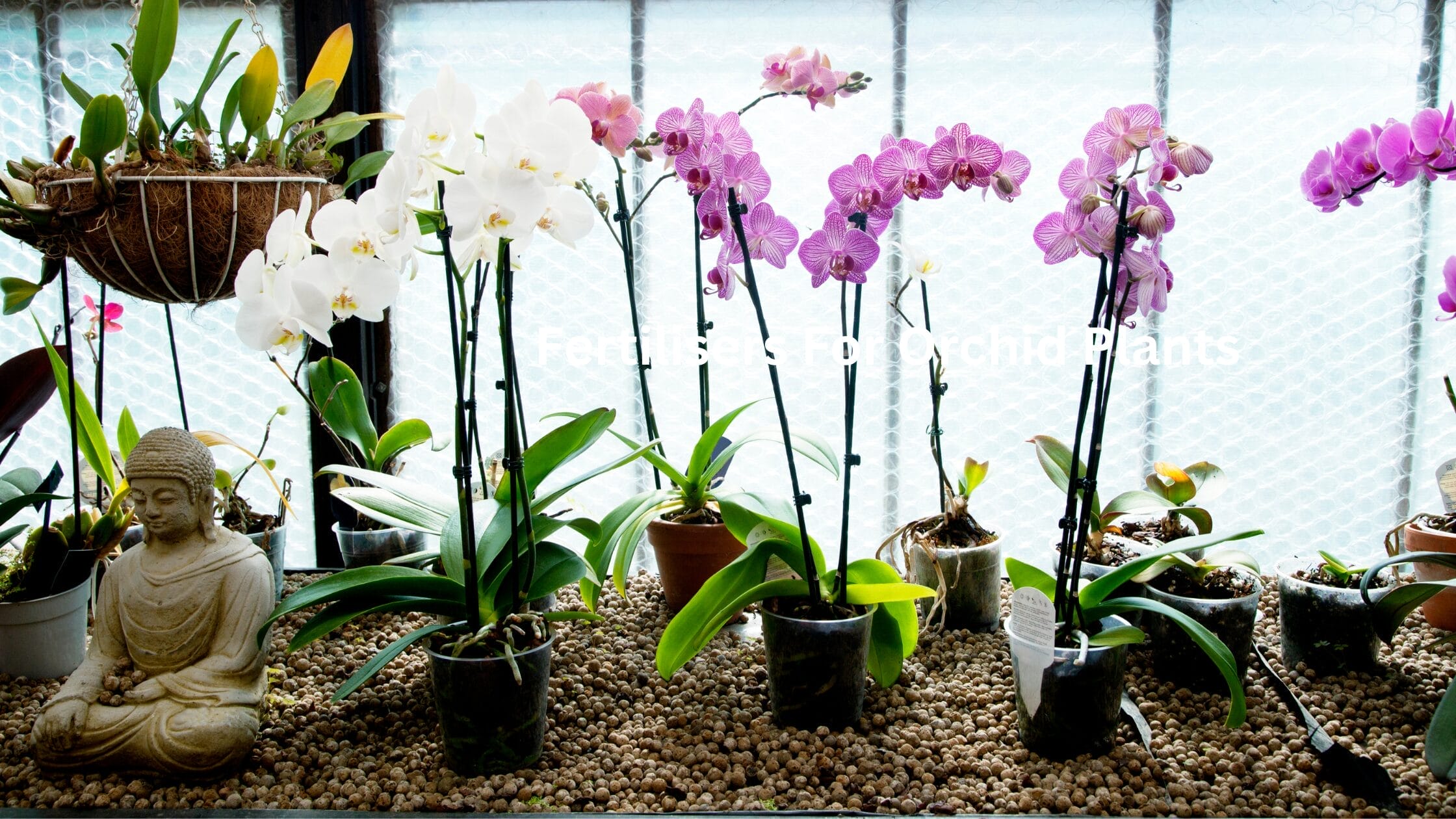 fertilisers for orchids