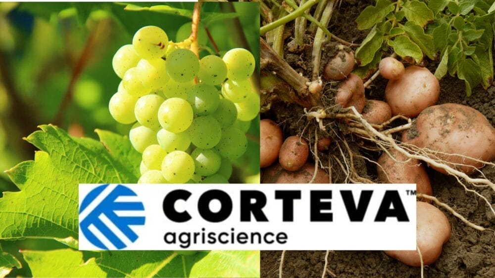 Corteva Agriscience Has Introduced Zorvec Entecta Fungicide for Grapes and Potatoes