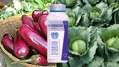 Gracia Insecticide