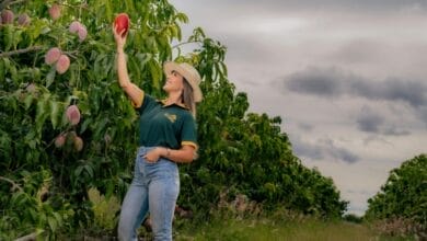 How to Plant a Mango Tree From Seed