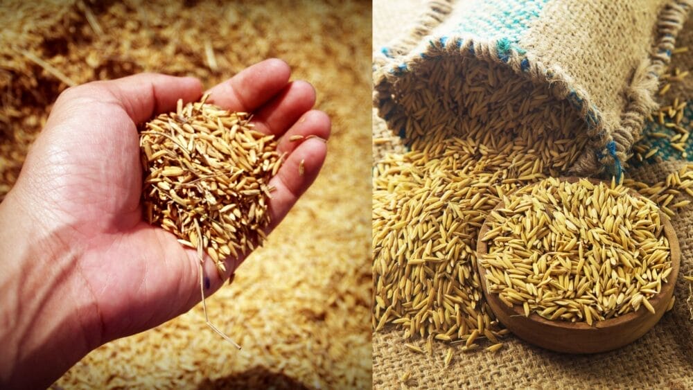Mohali DC Urges Farmers to Bring Only Dry Paddy to Mandis