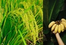 Odisha Launches Paddy, Banana Cultivation in Forests