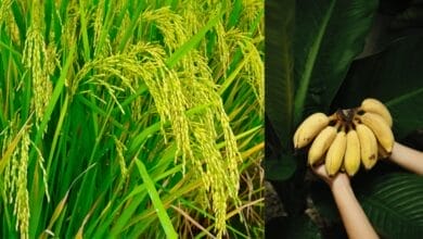 Odisha Launches Paddy, Banana Cultivation in Forests