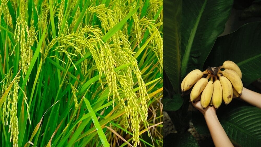 Odisha Launches Paddy, Banana Cultivation in Forests