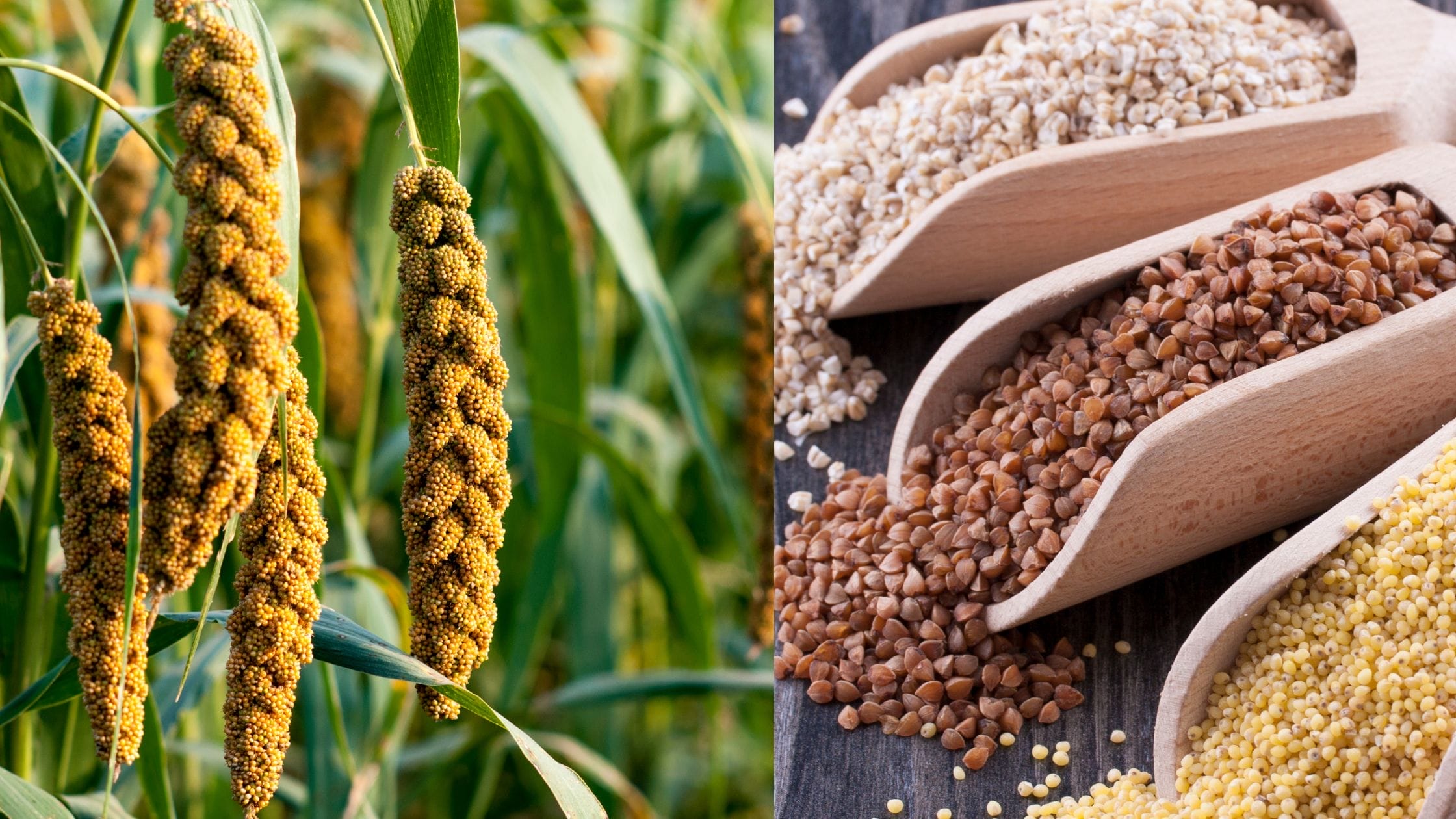 Preparations Begin for Mandia Divas 2025