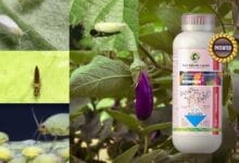 ronfen insecticide