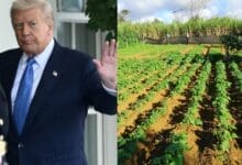 Trump Signs Executive Order Granting Tariff Exemptions to Trade Partners.