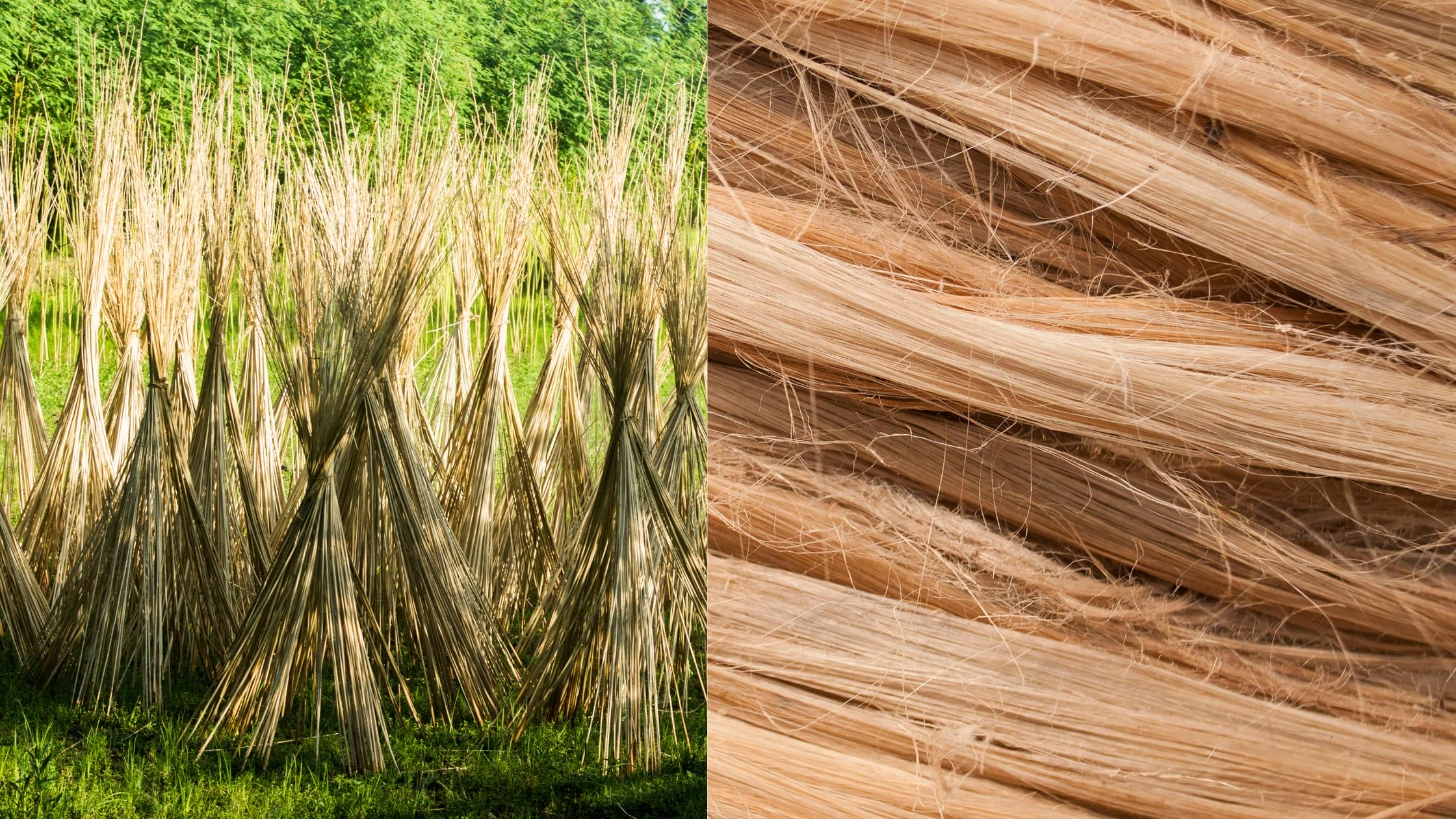 Union Minister for Textiles, Shri Giriraj Singh, Visits IJIRA and ICAR–CRIJAF in Kolkata.