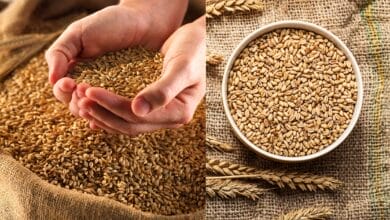 Which country is the higher Wheat Exporter in the World?