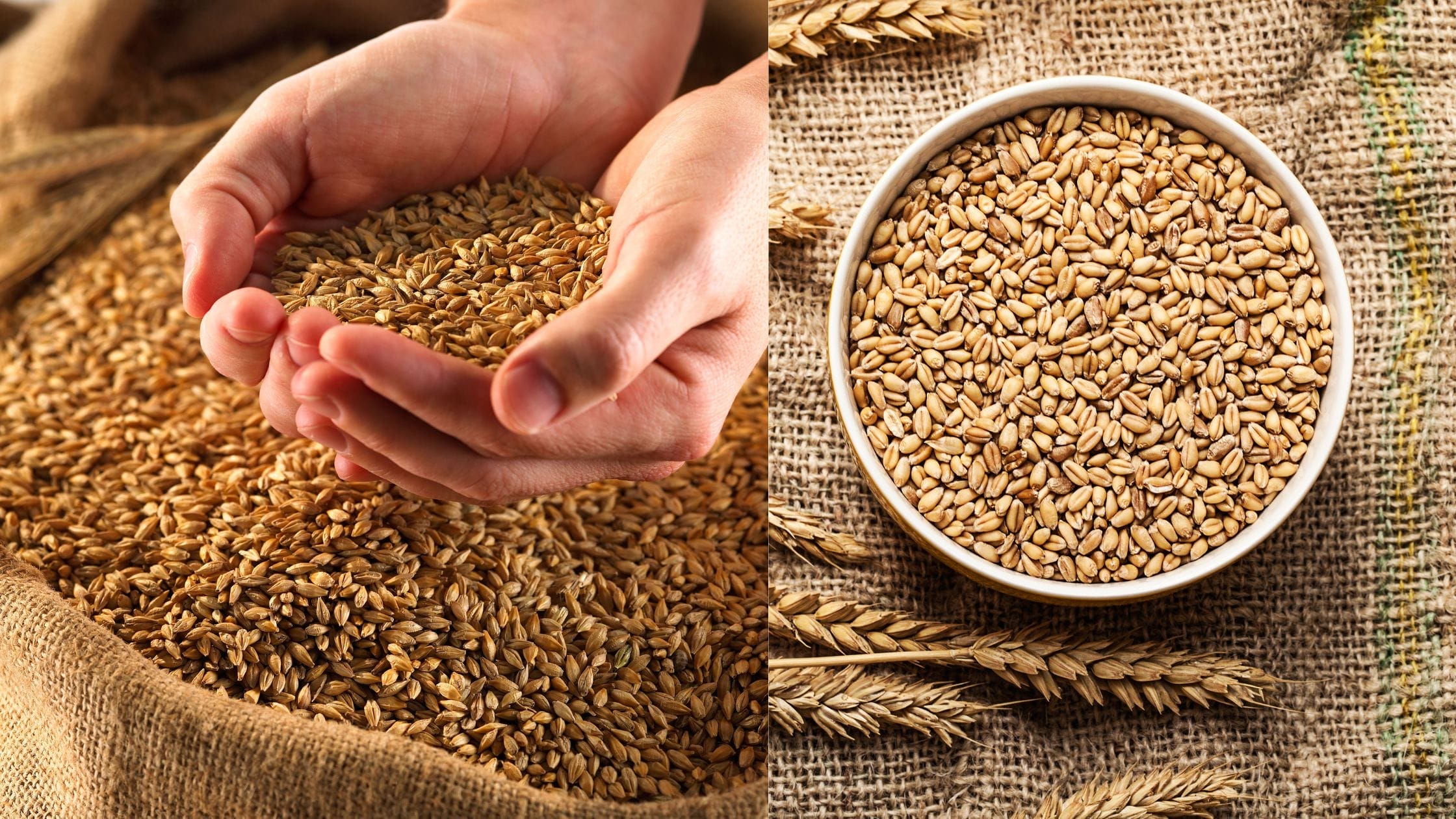 Which country is the higher Wheat Exporter in the World?