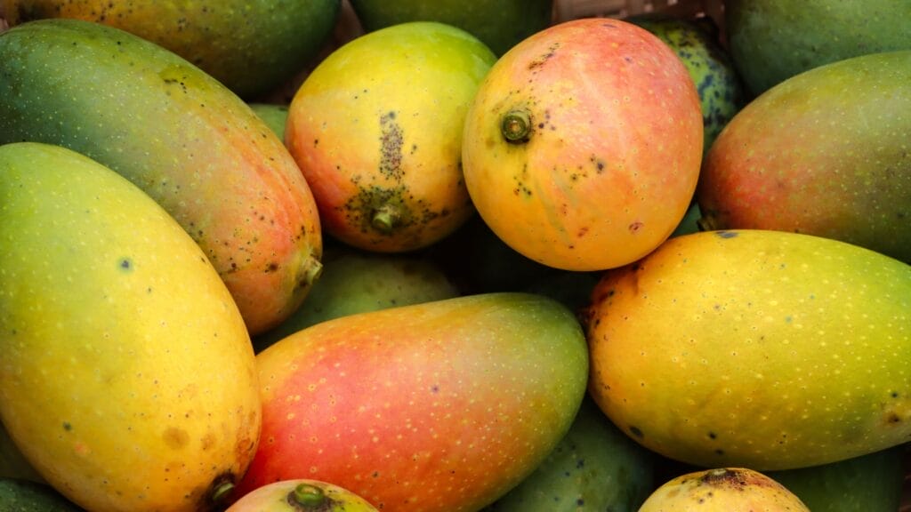 Which mango is best